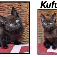 Kufu, chat à adopter
