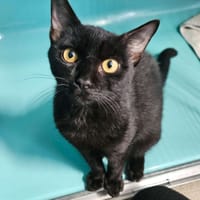 Bichou, chat à adopter