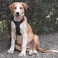 Mawassi( réservé), chien à adopter