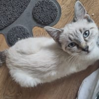CAMIE, chatte à adopter