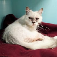 OPALINE, chatte à adopter