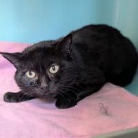 ZEPHIR, chat à adopter