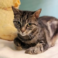 FRIMOUSSE, chatte à adopter