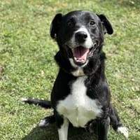 Rock CAA14077, chien à adopter