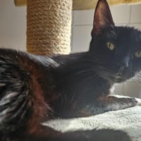 SERDAIGLE, chatte à adopter