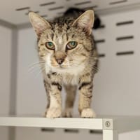 NAKIA, chatte à adopter