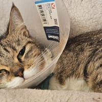 LESTRANGE, chatte à adopter