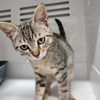 Mallo, chat à adopter