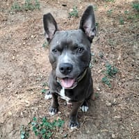 THOR, chien à adopter