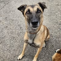 may, chienne à adopter