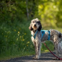 Bella, chienne à adopter