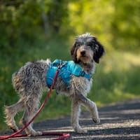 Bella, chienne à adopter