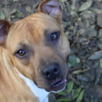 turner, chien à adopter