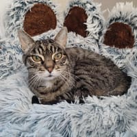 FENTA QCT, chat à adopter