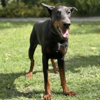 Irina CAA14078, chienne à adopter