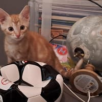 Némo, chat à adopter