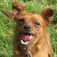 CRICKET, chien à adopter