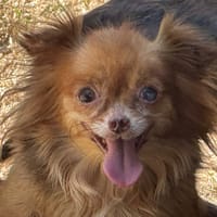 Muse, chienne à adopter