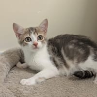 Jona, chatte à adopter