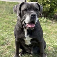 Masha CAA14081, chienne à adopter