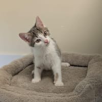 Fuji, chat à adopter