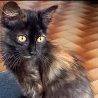 DANA, chatte à adopter