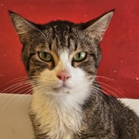 RUSARD, chat à adopter