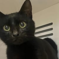 Raven, chat à adopter