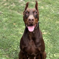 Nastasia CAA14080, chienne à adopter
