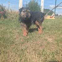YACO, chien à adopter