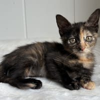 Aurore, chatte à adopter