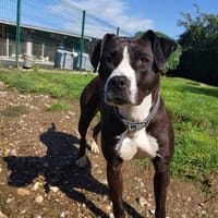JOLENE, chienne à adopter