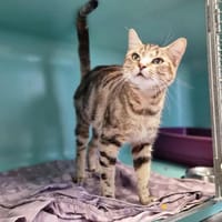 VIVIANE, chatte à adopter