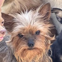 Yorki, chienne à adopter