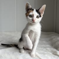 Ana, chatte à adopter