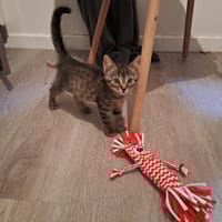 Nia, chatte à adopter