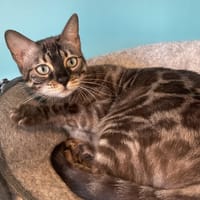 ULCIA, chatte à adopter