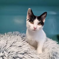 ALFIE, chat à adopter