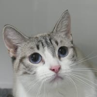 Puah, chatte à adopter