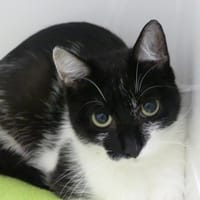 Te fiti, chatte à adopter