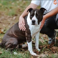Canaille, chienne à adopter