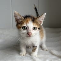 Alice, chatte à adopter