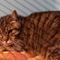 TITI, chatte à adopter