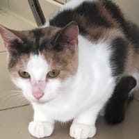 MAYA, chatte à adopter