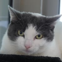 Motunui, chat à adopter