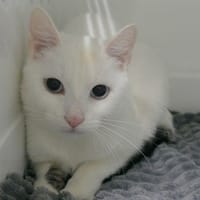 Vaiana, chatte à adopter