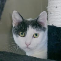 Hei hei, chat à adopter