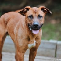 Baba, chien à adopter