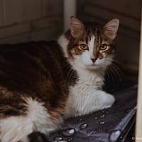 Simba [DIABETE], chat à adopter