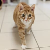 ARLEQUINE, chatte à adopter
